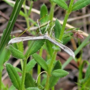 Platyptilia celidotus at Cook, ACT - 11 Oct 2021 01:34 PM