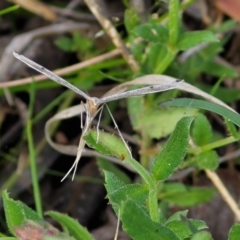 Platyptilia celidotus at Cook, ACT - 11 Oct 2021 01:34 PM