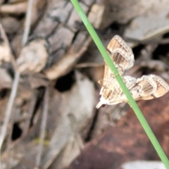 Nacoleia rhoeoalis (Spilomelinae) at Cook, ACT - 11 Oct 2021 by trevorpreston