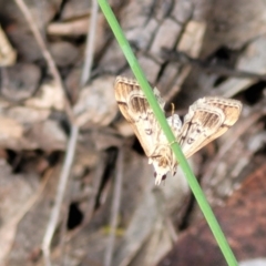 Nacoleia rhoeoalis at Cook, ACT - 11 Oct 2021 01:36 PM