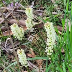 Stackhousia monogyna (Creamy Candles) at Cook, ACT - 11 Oct 2021 by tpreston