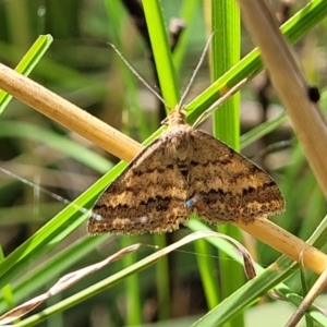 Scopula rubraria at Cook, ACT - 11 Oct 2021