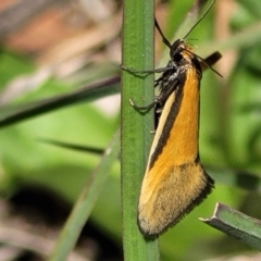 Philobota undescribed species near arabella (A concealer moth) at Mount Painter - 11 Oct 2021 by tpreston
