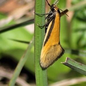 Philobota undescribed species near arabella at Cook, ACT - 11 Oct 2021