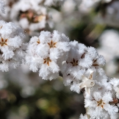 Leucopogon or Styphelia sp. (A Beard-heath) at Holt, ACT - 11 Oct 2021 by trevorpreston