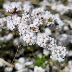 Leucopogon sp. at Holt, ACT - 11 Oct 2021