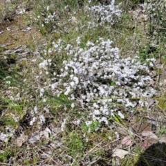 Leucopogon sp. at Holt, ACT - 11 Oct 2021