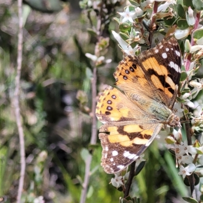 Vanessa kershawi (Australian Painted Lady) at Mount Painter - 11 Oct 2021 by tpreston