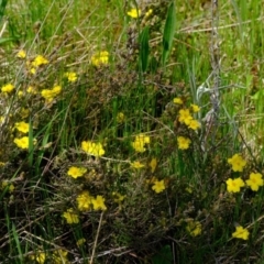 Hibbertia sp. (Guinea Flower) at Molonglo River Reserve - 11 Oct 2021 by Kurt