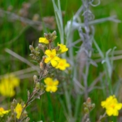 Hibbertia sp. at Holt, ACT - 11 Oct 2021