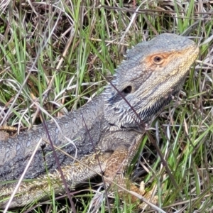 Pogona barbata at Cook, ACT - suppressed