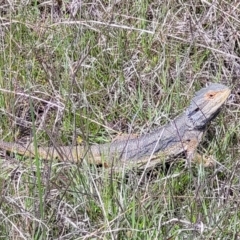 Pogona barbata at Cook, ACT - suppressed