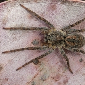 Venatrix pictiventris at Cook, ACT - 11 Oct 2021