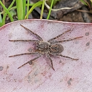 Venatrix pictiventris at Cook, ACT - 11 Oct 2021