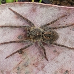 Venatrix pictiventris at Cook, ACT - 11 Oct 2021