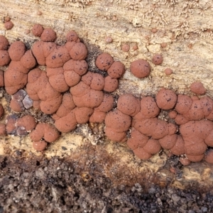 Hypoxylon sp. at Cook, ACT - 11 Oct 2021 02:00 PM