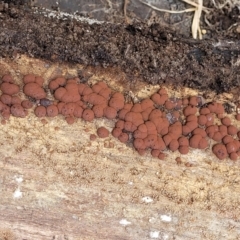 Hypoxylon sp. at Cook, ACT - 11 Oct 2021 02:00 PM