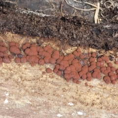 Hypoxylon sp. at Cook, ACT - 11 Oct 2021 02:00 PM