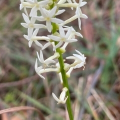 Stackhousia monogyna (Creamy Candles) at Burradoo, NSW - 11 Oct 2021 by JanetMW