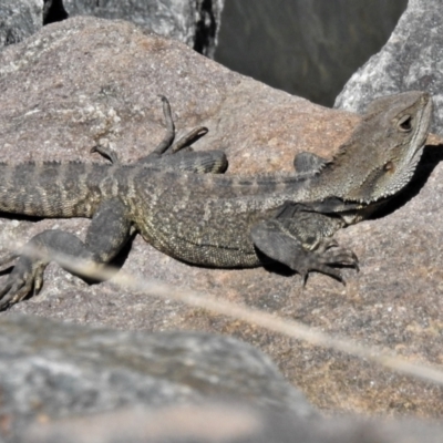 Intellagama lesueurii howittii (Gippsland Water Dragon) at Uriarra Village, ACT - 11 Oct 2021 by JohnBundock