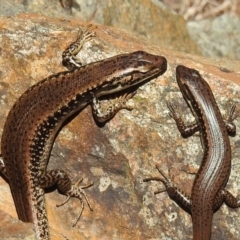 Eulamprus heatwolei (Yellow-bellied Water Skink) at Uriarra Village, ACT - 11 Oct 2021 by JohnBundock