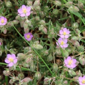 Spergularia rubra at Hume, ACT - 10 Oct 2021