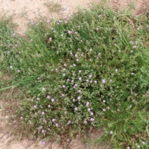 Spergularia rubra at Hume, ACT - 10 Oct 2021