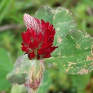 Trifolium incarnatum at Hume, ACT - 10 Oct 2021