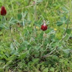 Trifolium incarnatum at Hume, ACT - 10 Oct 2021 03:12 PM