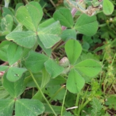 Trifolium incarnatum at Hume, ACT - 10 Oct 2021