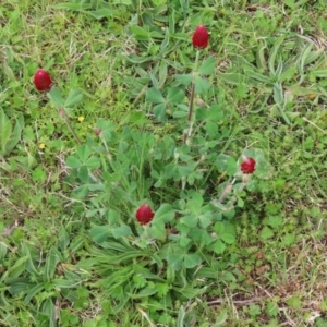 Trifolium incarnatum at Hume, ACT - 10 Oct 2021