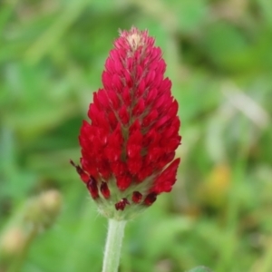 Trifolium incarnatum at Hume, ACT - 10 Oct 2021