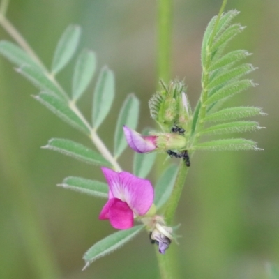Vicia sativa (Common Vetch) at Hume, ACT - 10 Oct 2021 by RodDeb
