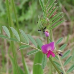 Vicia sativa at Hume, ACT - 10 Oct 2021