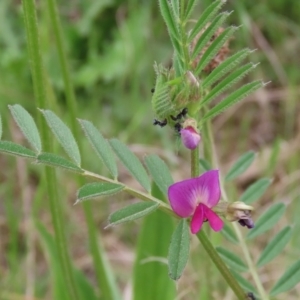 Vicia sativa at Hume, ACT - 10 Oct 2021