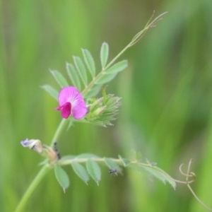 Vicia sativa at Hume, ACT - 10 Oct 2021