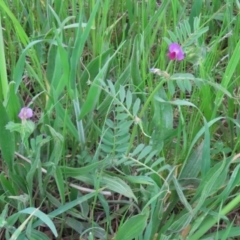 Vicia sativa at Hume, ACT - 10 Oct 2021