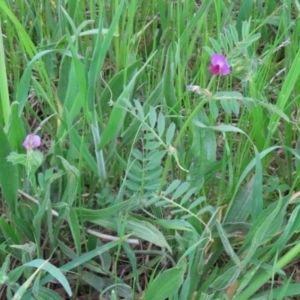 Vicia sativa at Hume, ACT - 10 Oct 2021