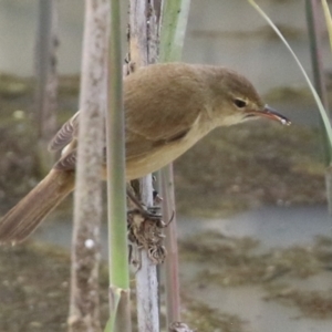 Acrocephalus australis at Hume, ACT - 10 Oct 2021