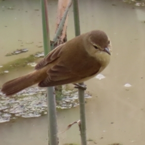 Acrocephalus australis at Hume, ACT - 10 Oct 2021