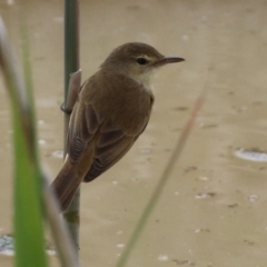 Acrocephalus australis at Hume, ACT - 10 Oct 2021