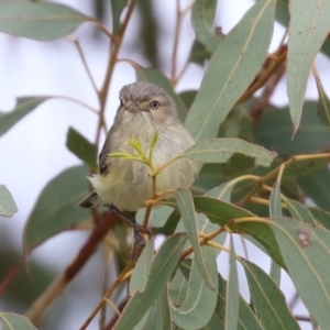 Smicrornis brevirostris at Hume, ACT - 10 Oct 2021