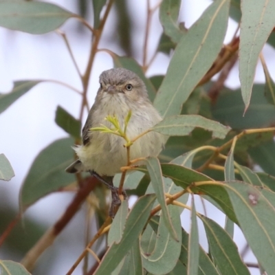 Smicrornis brevirostris (Weebill) at Hume, ACT - 10 Oct 2021 by RodDeb