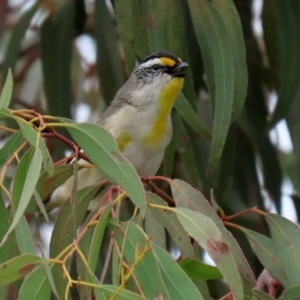 Pardalotus striatus at Hume, ACT - 10 Oct 2021