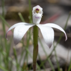 Caladenia ustulata (Brown Caps) at Mulligans Flat - 11 Oct 2021 by CedricBear