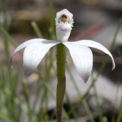 Caladenia ustulata (Brown Caps) at Mulligans Flat - 11 Oct 2021 by CedricBear