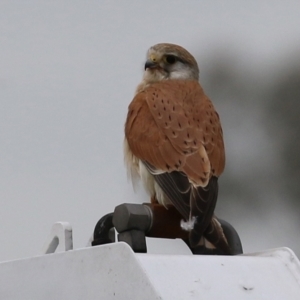 Falco cenchroides at Hume, ACT - 10 Oct 2021