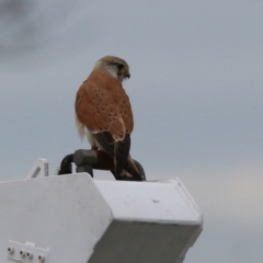 Falco cenchroides at Hume, ACT - 10 Oct 2021