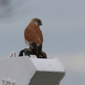 Falco cenchroides at Hume, ACT - 10 Oct 2021