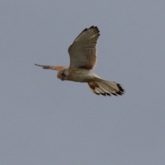 Falco cenchroides at Hume, ACT - 10 Oct 2021